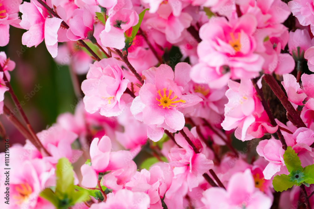 Sakura flowers blooming blossom in Chiang Mai, Thailand