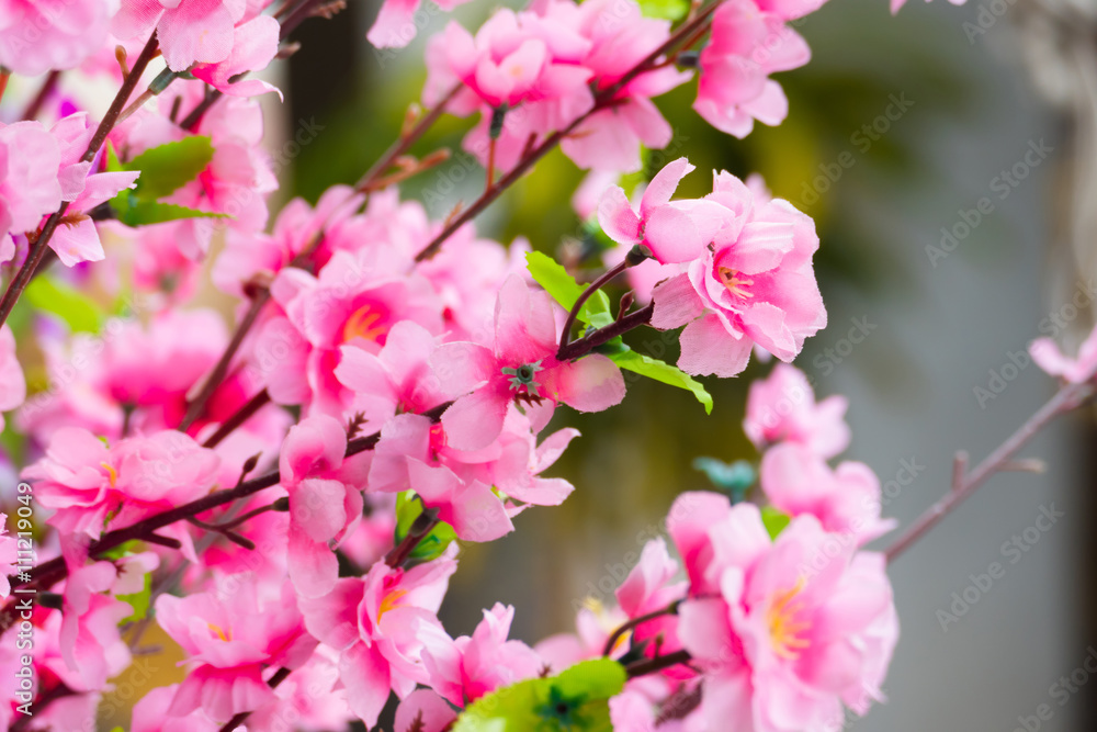 Sakura flowers blooming blossom in Chiang Mai, Thailand Sakura flowers blooming blossom in Chiang Mai, Thailand
