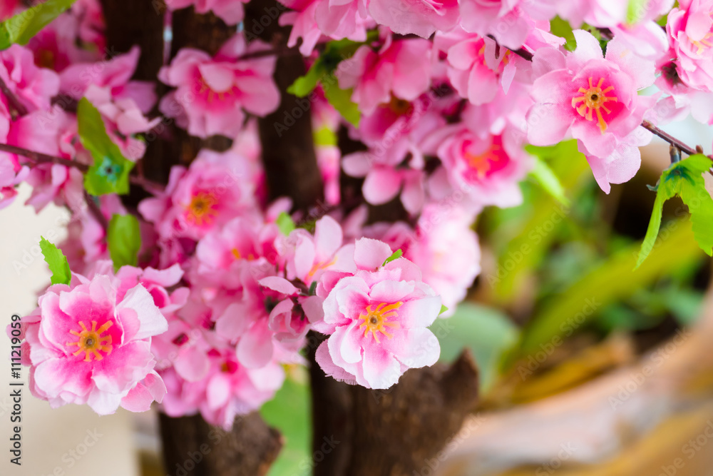 Obraz premium Sakura flowers blooming blossom in Chiang Mai, Thailand
