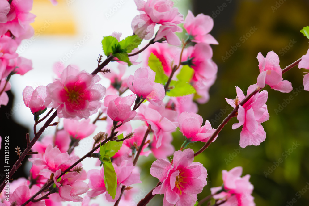 Sakura flowers blooming blossom in Chiang Mai, Thailand Sakura flowers blooming blossom in Chiang Mai, Thailand