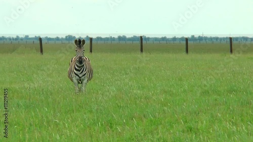 Zebra in the steppe on green grass looking at the camera