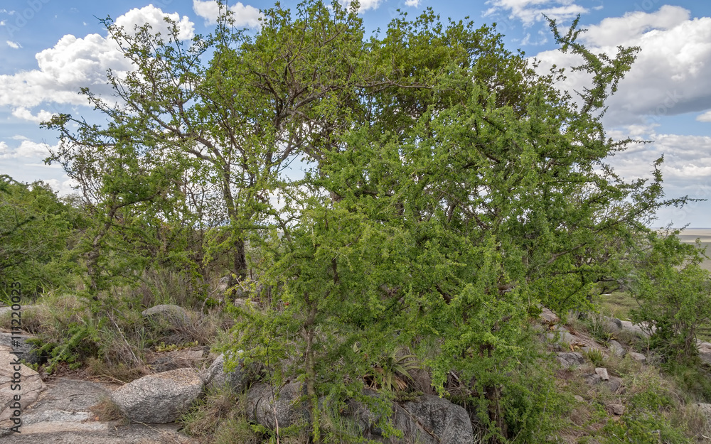 Acacia tree with large stone fragment before against blue sky background. Serengeti National Park, Tanzania, Africa.
Acacia tree with large stone fragment before against blue sky background. Serengeti National Park, Tanzania, Africa.
