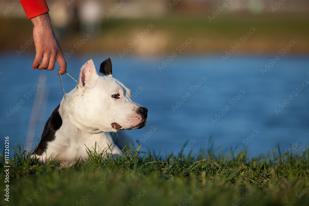 Staffordshire terrier outdoors