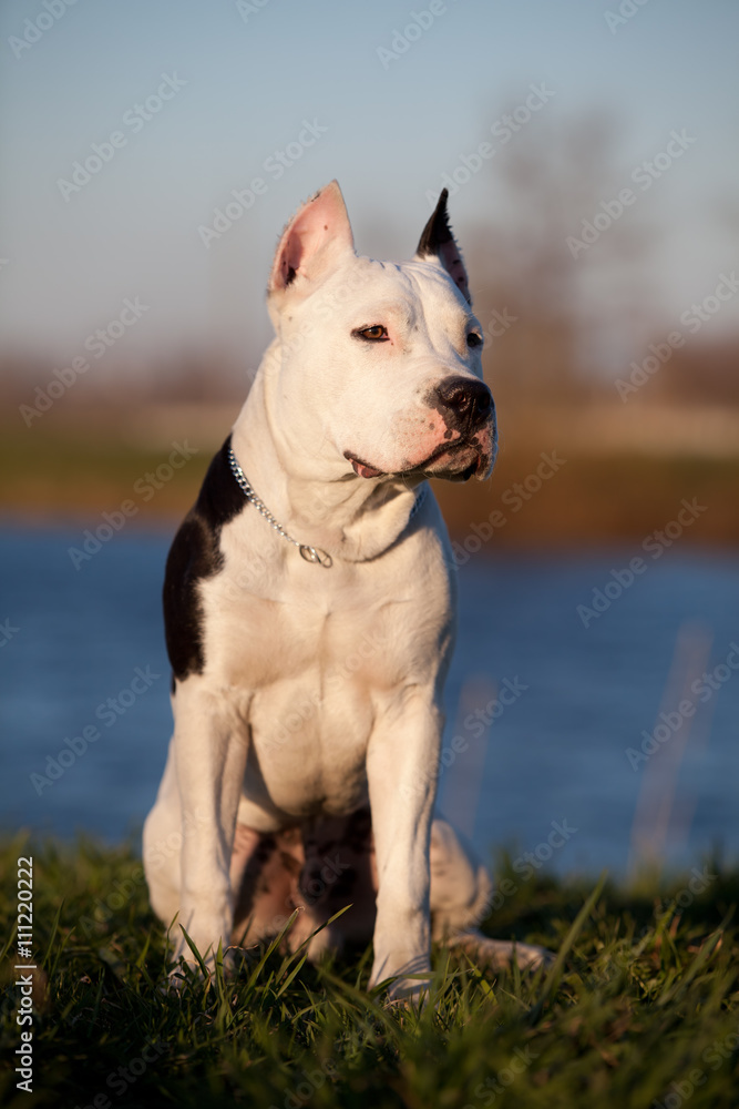 Staffordshire terrier outdoors
