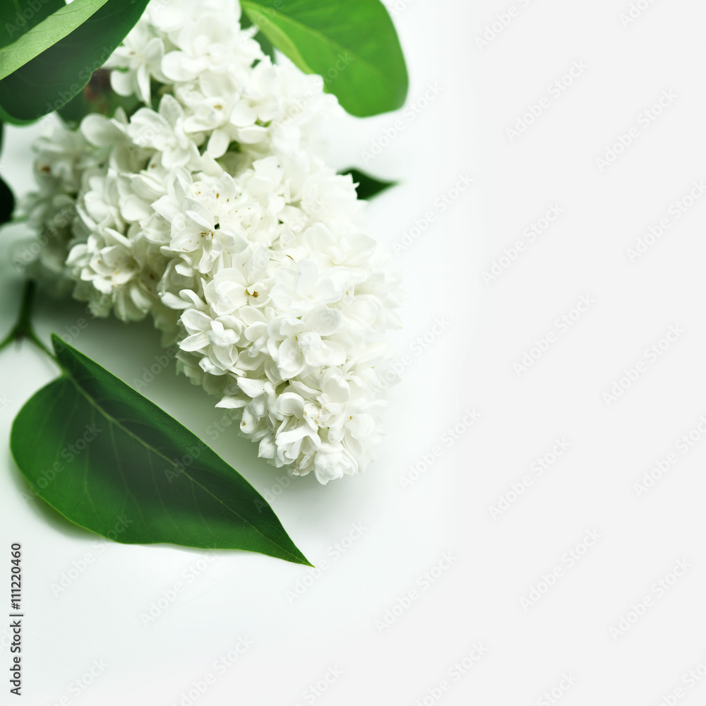 Fototapeta premium kwiat bzu