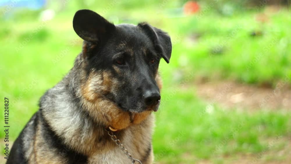 Lonely and cute dog longing for attention
Lonely and cute dog longing for attention