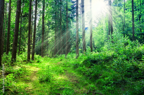Green Forest with the sun that makes its way through the thick l © Mosphotobox