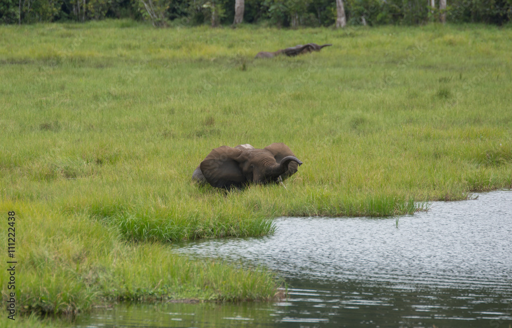 Lop-eared elephant hiding in the tall grass on the bank of the river and moves to the pond (Nouabal-Ndoki National Park, Republic of the Congo) Lop-eared elephant hiding in the tall grass on the bank of the river and moves to the pond (Nouabal-Ndoki National Park, Republic of the Congo)