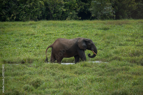 Elephant standing in profile in the water among the green grass near the river shore (Nouabal-Ndoki National Park, Republic of the Congo) photo