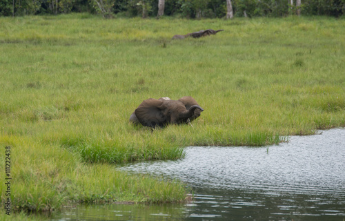 Lop-eared elephant hiding in the tall grass on the bank of the river and moves to the pond (Nouabal-Ndoki National Park, Republic of the Congo) photo