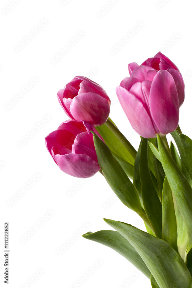 Obraz premium pink tulips with stem