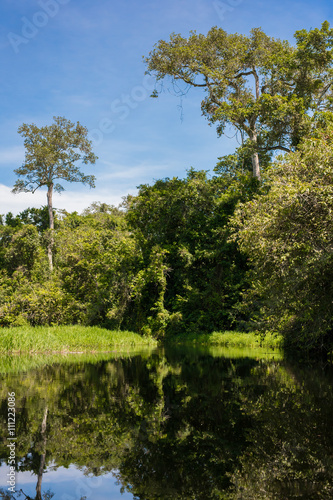 Wet African forest reflected in water (Nouabal-Ndoki National Park, Republic of the Congo) photo