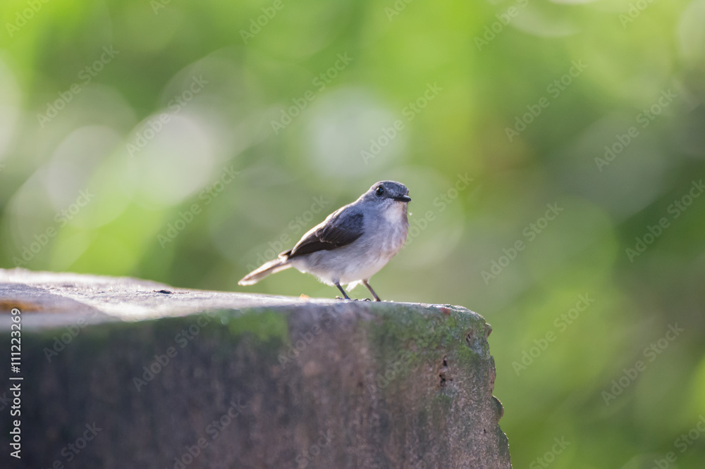 Obraz premium The little gray bird sitting on the sidewalk on a background of green African forest foliage (Nouabal-Ndoki National Park, Republic of the Congo)