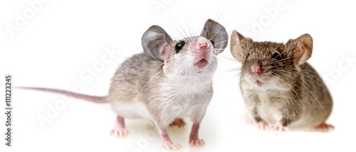 a little mouse - white background