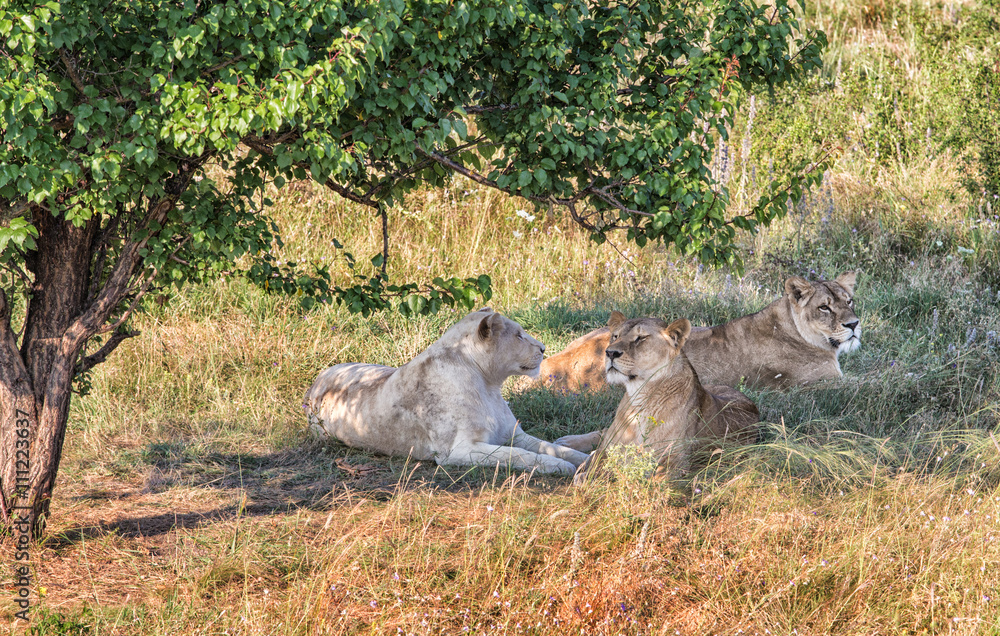 three lionesses three lionesses