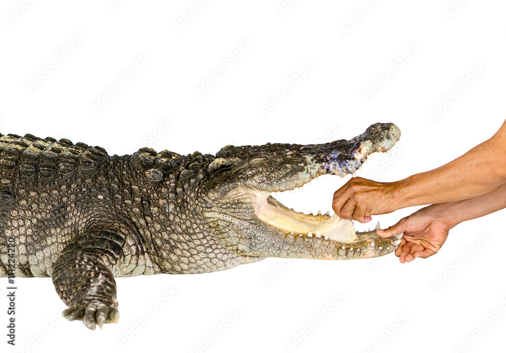 Fototapeta premium Hand holding tongue of crocodile on white background crocodile with clipping path