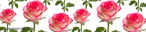 panorama  pattern beautiful rose