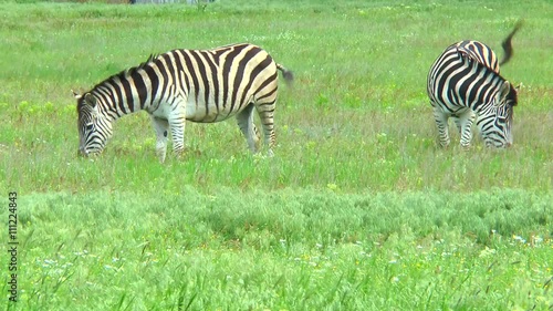 Two zebras grazing in the steppes on the grass