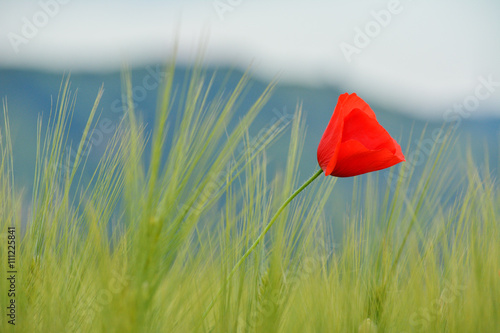 Fototapeta Naklejka Na Ścianę i Meble -  Poppies in green wheat field