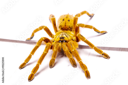 Danger Pterinochilus murinus tarantula venomous spider