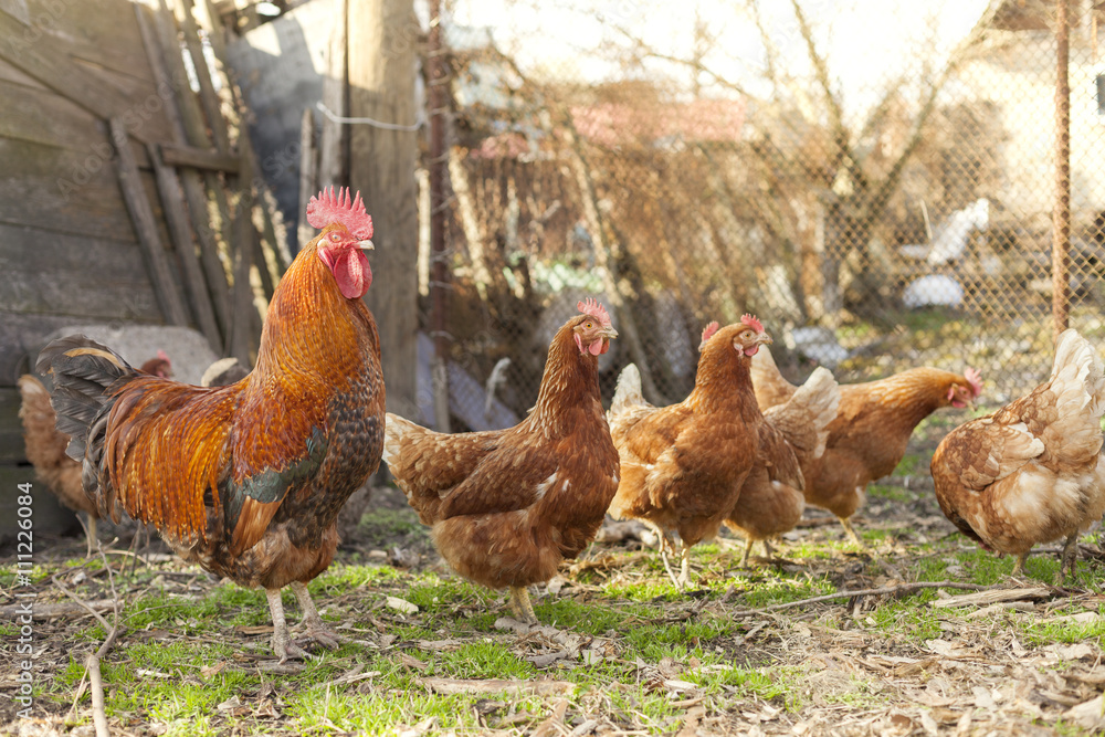 Fototapeta premium Rooster and chickens on a farm