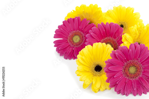 pink and yellow daisy flowers.