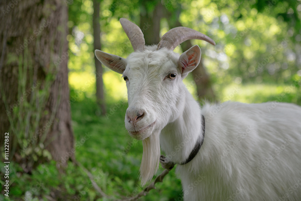 white goat grazing in a green oasis. close-up portrait white goat grazing in a green oasis. close-up portrait