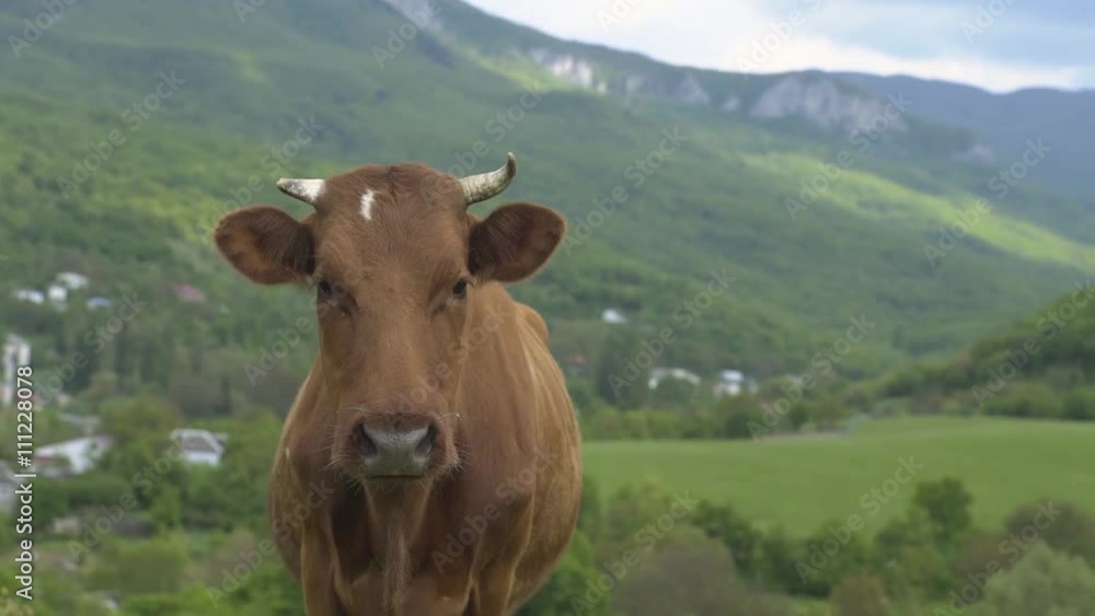 Dolly slow motion shot of a cow standing and looking at camera with green mountains on the background
Dolly slow motion shot of a cow standing and looking at camera with green mountains on the background