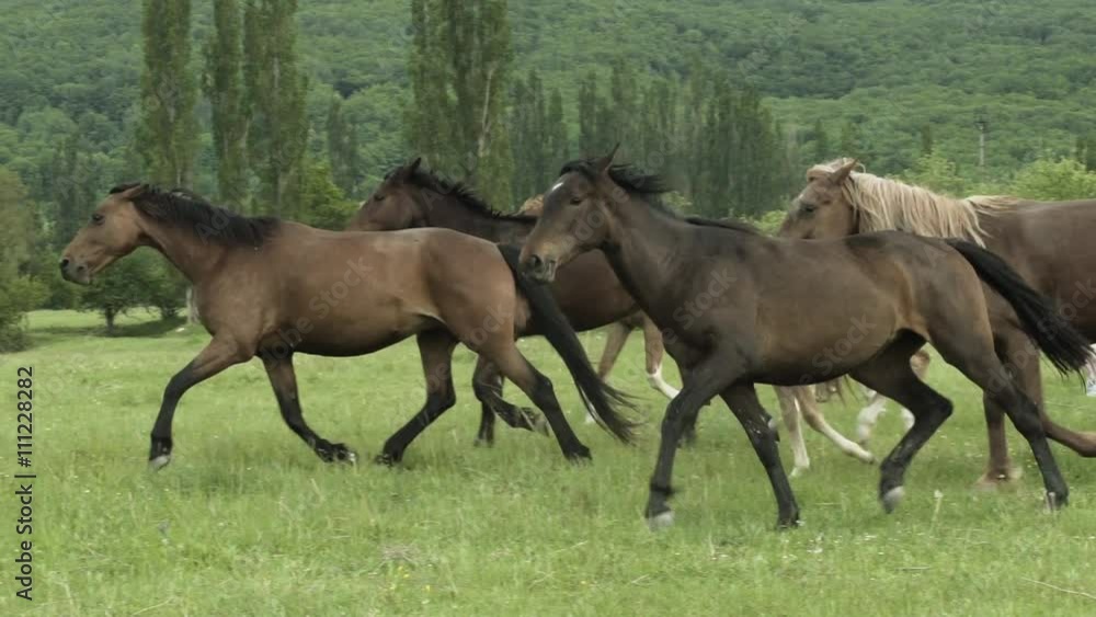 Herd Of Horses Running On The Field Herd Of Horses Running On The Field