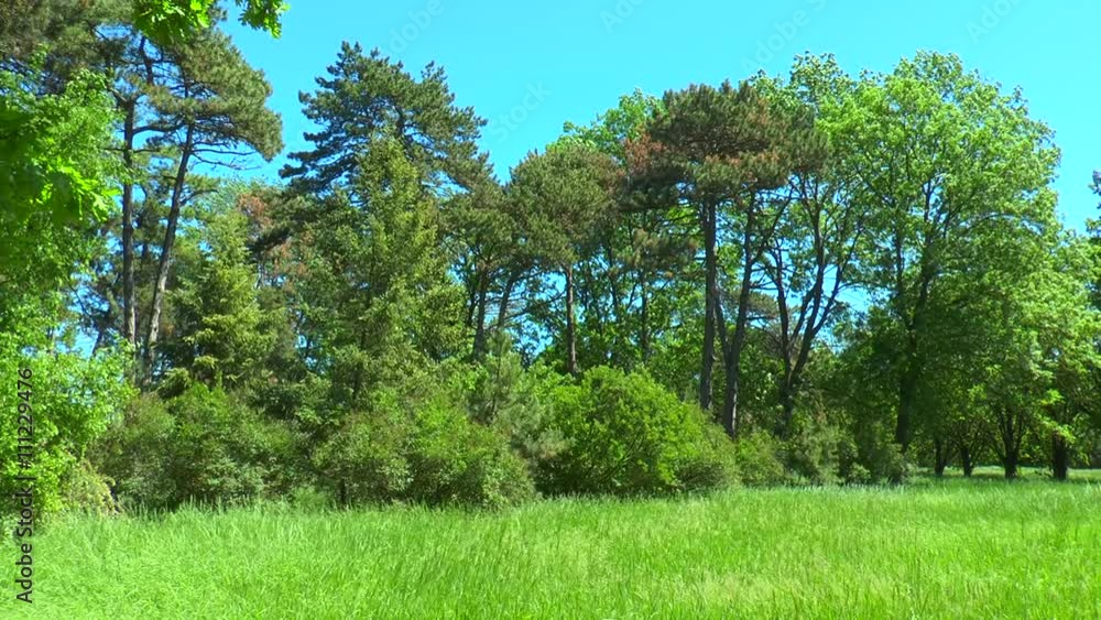 Panorama on the edge of the forest on a background of blue sky Panorama on the edge of the forest on a background of blue sky