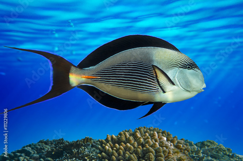 Sohal surgeonfish (Acanthurus sohal) - sea fish with coral reef Red Sea Egypt