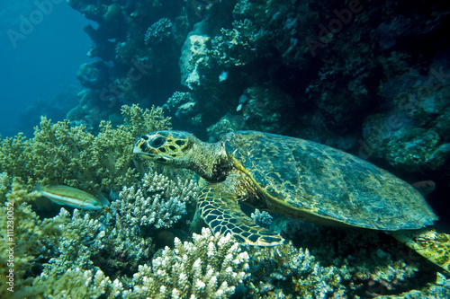 Loggerhead sea turtle Caretta caretta on the coral reef 