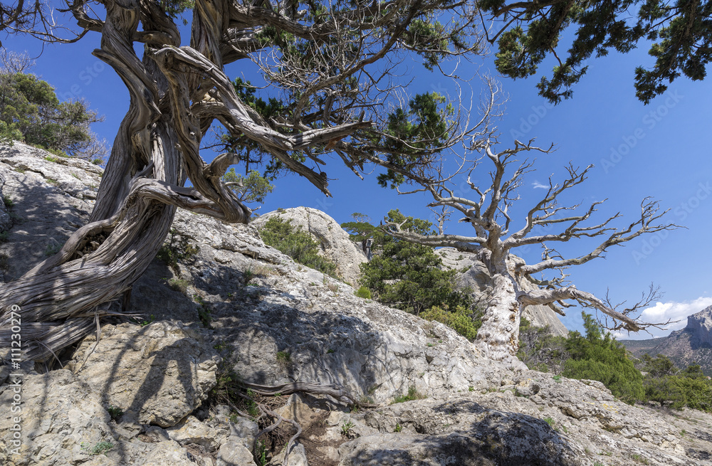 rocky mountain landscape. Thickets of juniper and pine trees rocky mountain landscape. Thickets of juniper and pine trees