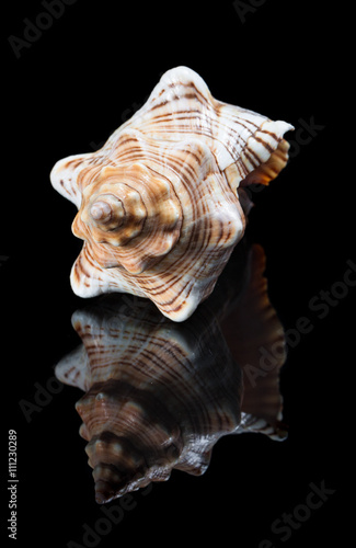 Close-up shell with reflection on black background.