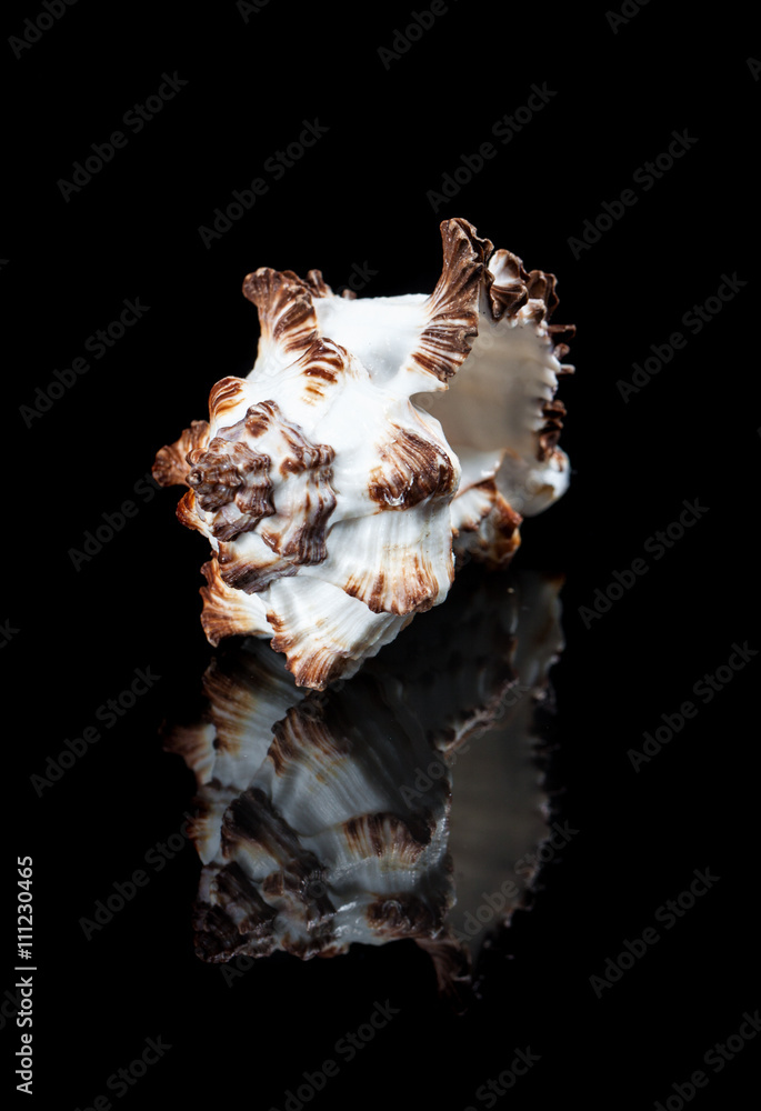 Close-up shell with reflection on black background. Close-up shell with reflection on black background.