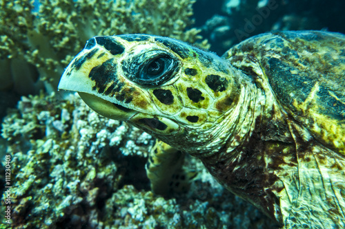 Loggerhead sea turtle Caretta caretta on the coral reef - detail