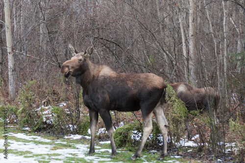 Cow Moose with Calf