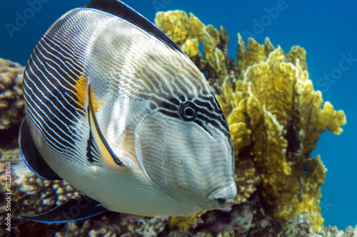 Sohal surgeonfish (Acanthurus sohal) - sea fish and  coral reef Red Sea Egypt photo