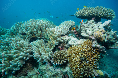 グリーン島の珊瑚