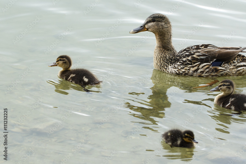 ducks ducks