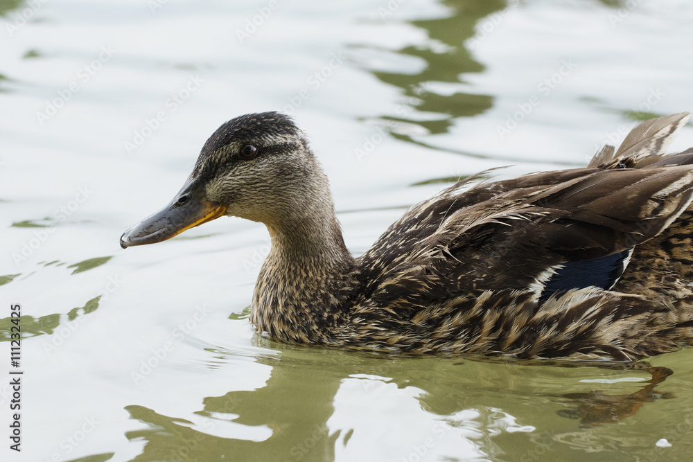 ducks ducks