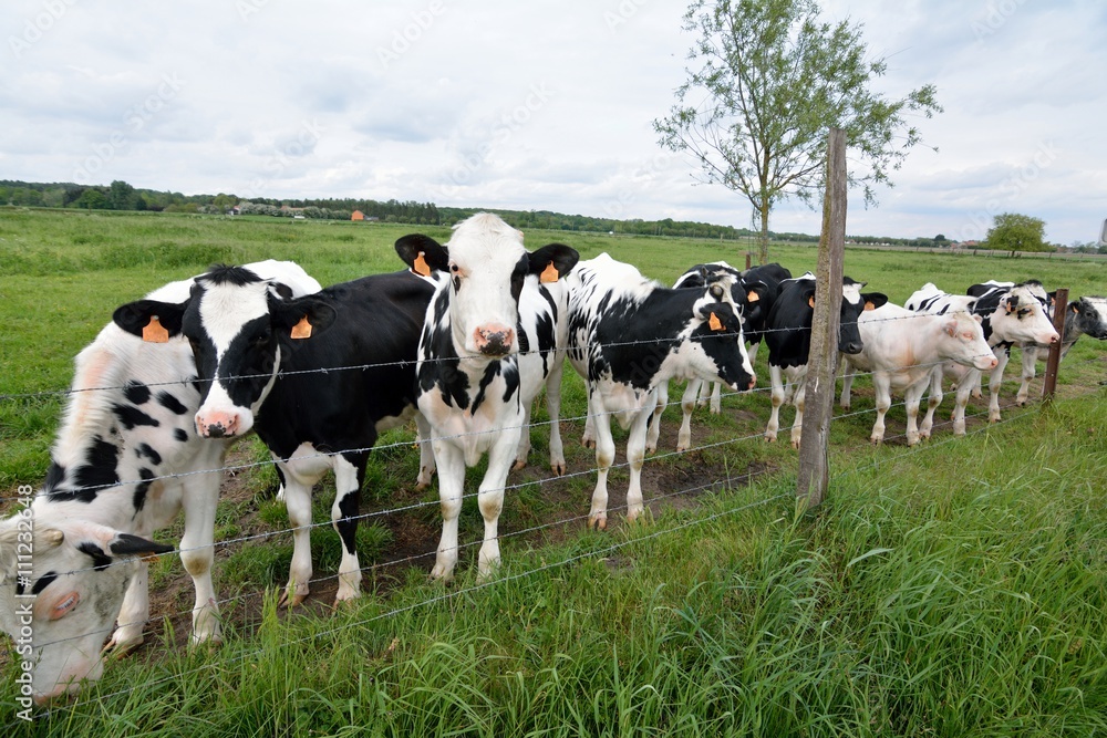 Troupeau de vaches laitières près de fils barbelés dans un pré