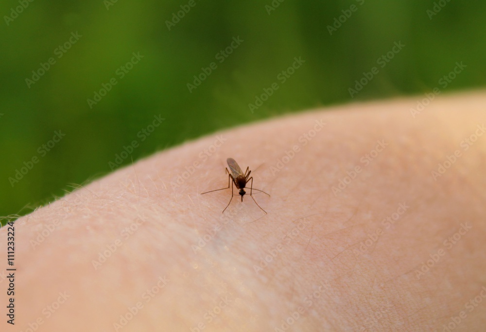Mosquito-Piskun (Culex pipiens) feeds on the blood of the human body Mosquito-Piskun (Culex pipiens) feeds on the blood of the human body