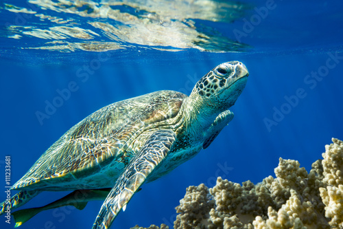 Loggerhead sea turtle Caretta caretta - Red Sea photo