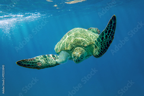 Loggerhead sea turtle Caretta caretta - Red Sea photo