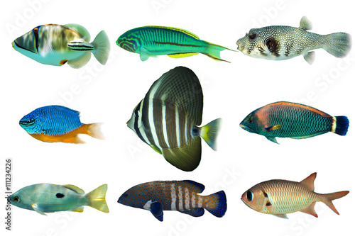 Set of sea nr.4- reef fish on white background