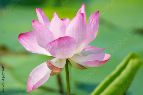 pink lotus and green leafs