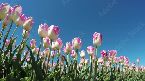 Tulips low angle left side blue-sky background beautfiul pink white flowers slowly moved by wind spingtime tulips are Dutch tourist attraction in Holland Netherlands great website background 4k photo