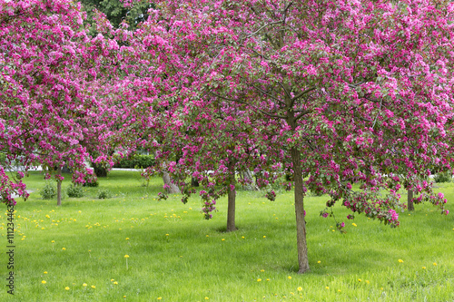 Beautiful blooming trees in spring.