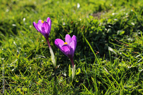 two crocuses in lush grass